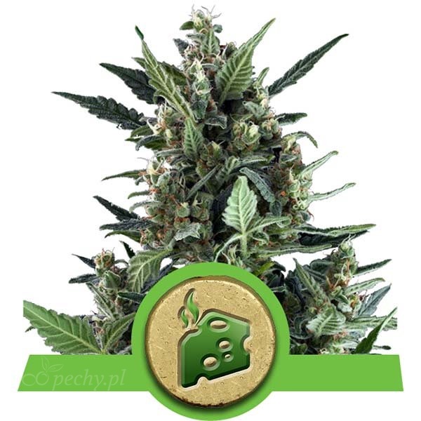 Royal Queen Seeds - Blue Cheese Automatic