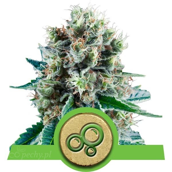 Royal Queen Seeds - Bubble Kush Automatic