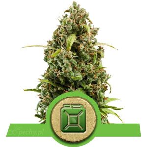 Royal Queen Seeds - Diesel Automatic