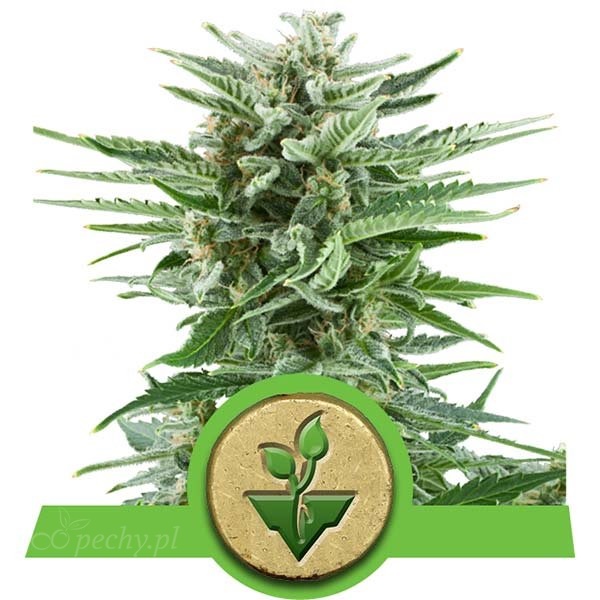 Royal Queen Seeds - Easy Bud Automatic