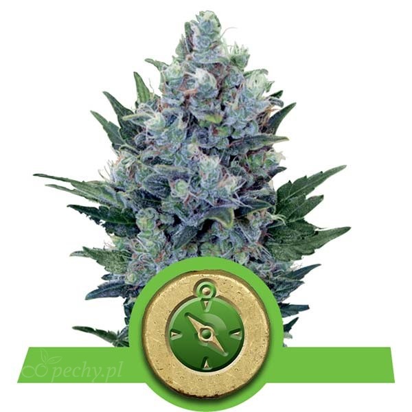 Royal Queen Seeds - Northern Light Automatic