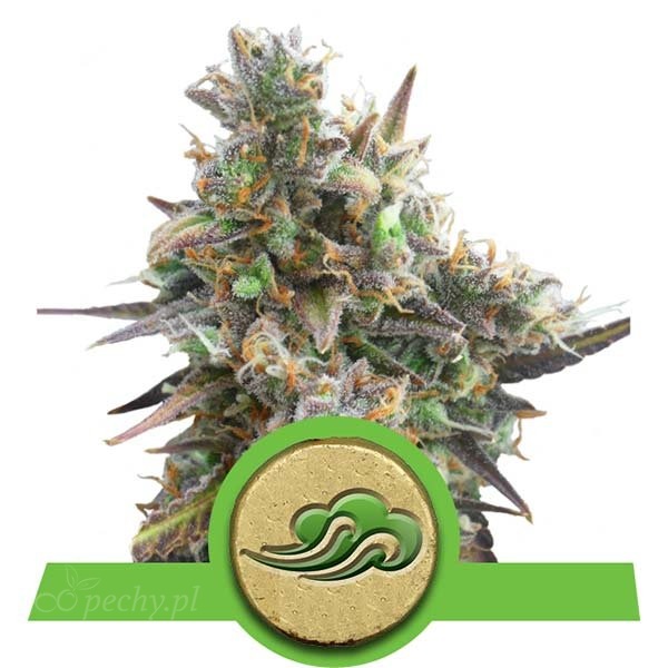 Royal Queen Seeds - Royal Bluematic Auto