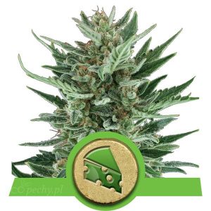 Royal Queen Seeds - Royal Cheese Automatic