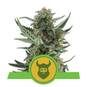 Royal Queen Seeds - Royal Dwarf Auto
