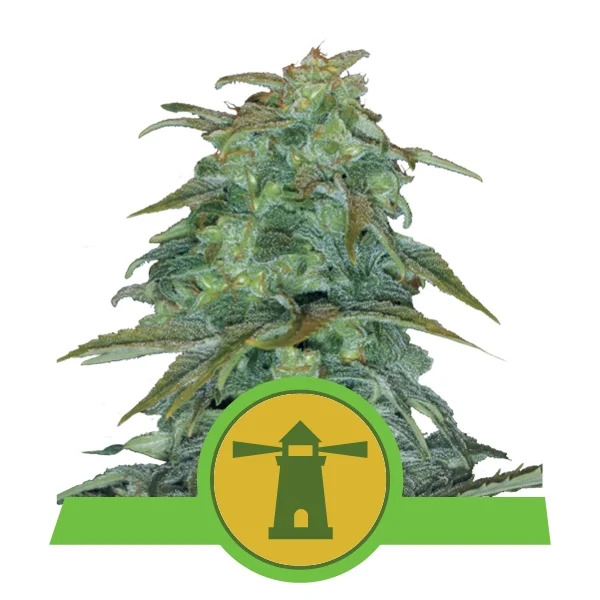 Royal Queen Seeds - Royal Haze Automatic