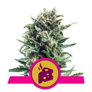 Royal Queen Seeds - Blue Cheese
