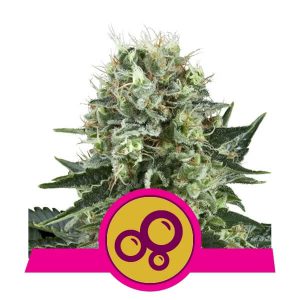 Royal Queen Seeds - Bubble Kush