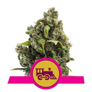 Royal Queen Seeds - Candy Kush Express (Fast Version)