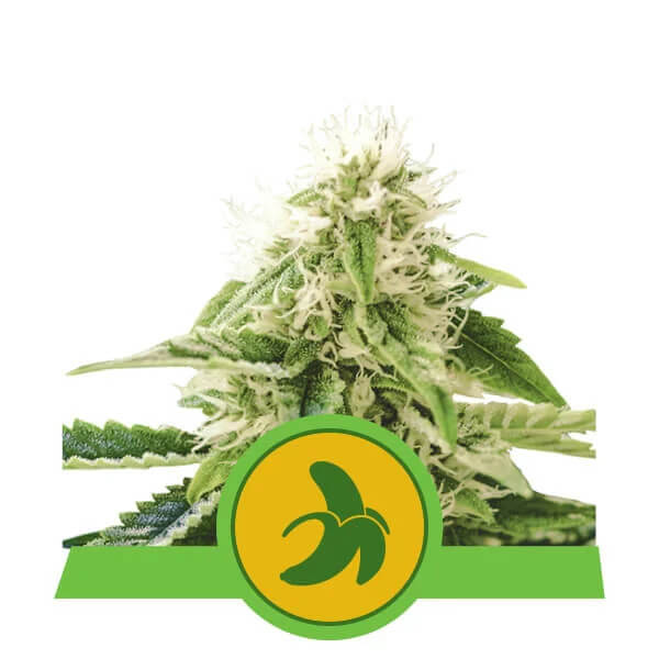 Royal Queen Seeds - Fat Banana Automatic