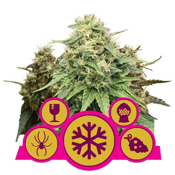 Royal Queen Seeds - Feminized Mix