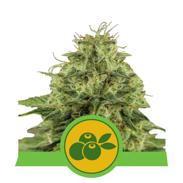Royal Queen Seeds - Haze Berry Automatic