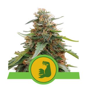 Royal Queen Seeds - Hulkberry Automatic