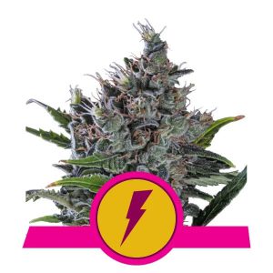 Royal Queen Seeds - North Thunderfuck