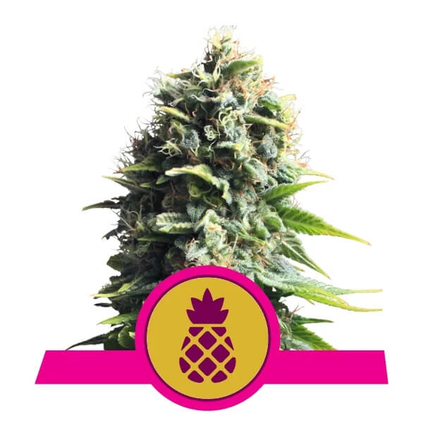 Royal Queen Seeds - Pineapple Kush