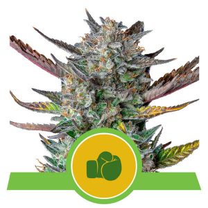 Royal Queen Seeds - Purple Punch Automatic