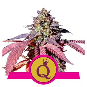 Royal Queen Seeds - Purple Queen