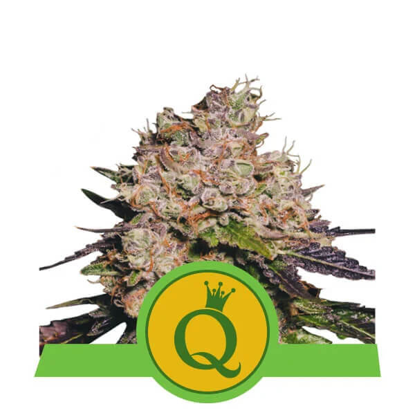 Royal Queen Seeds - Purple Queen Automatic