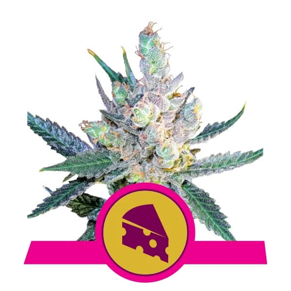 Royal Queen Seeds - Royal Cheese (Fast Version)