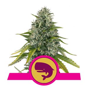Royal Queen Seeds - Royal Moby