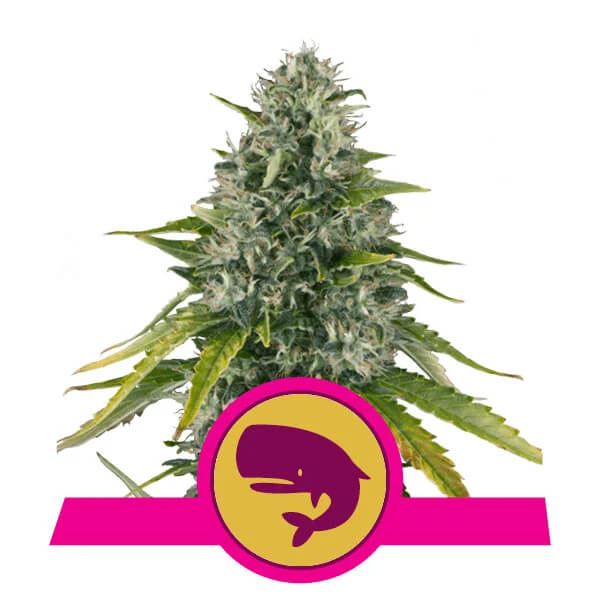 Royal Queen Seeds - Royal Moby