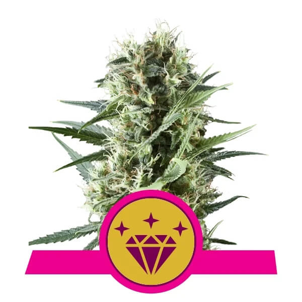 Royal Queen Seeds - Special Kush 1