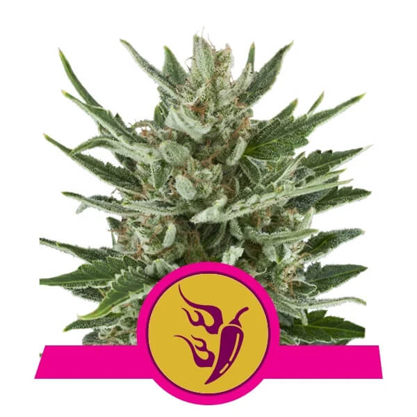 Royal Queen Seeds - Speedy Chile (Fast Version)