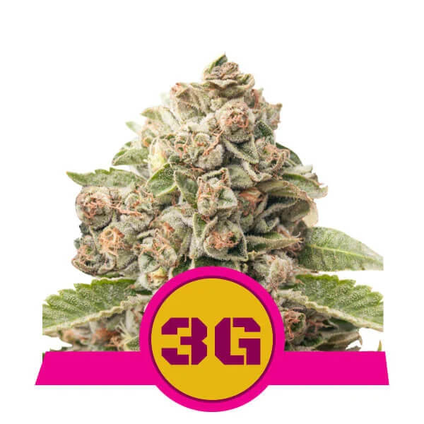 Royal Queen Seeds - Triple G
