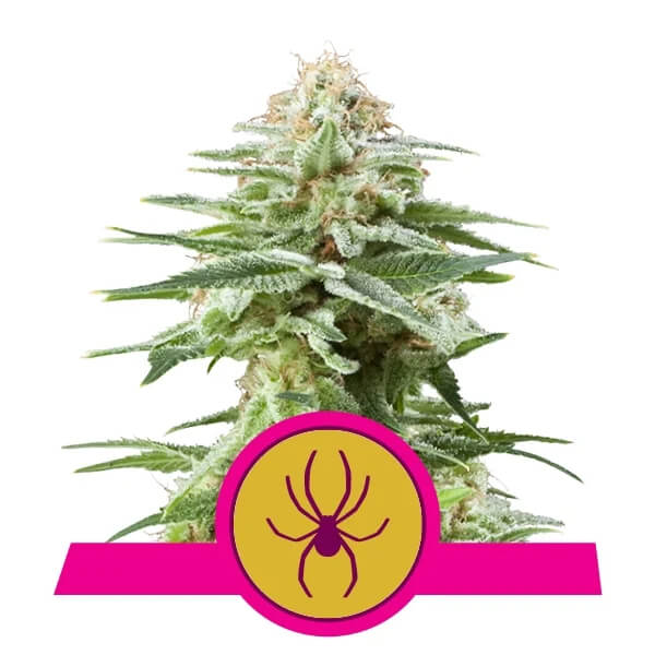 Royal Queen Seeds - White Widow