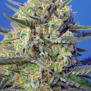 Sweet Seeds - Crystal Candy Fast Version