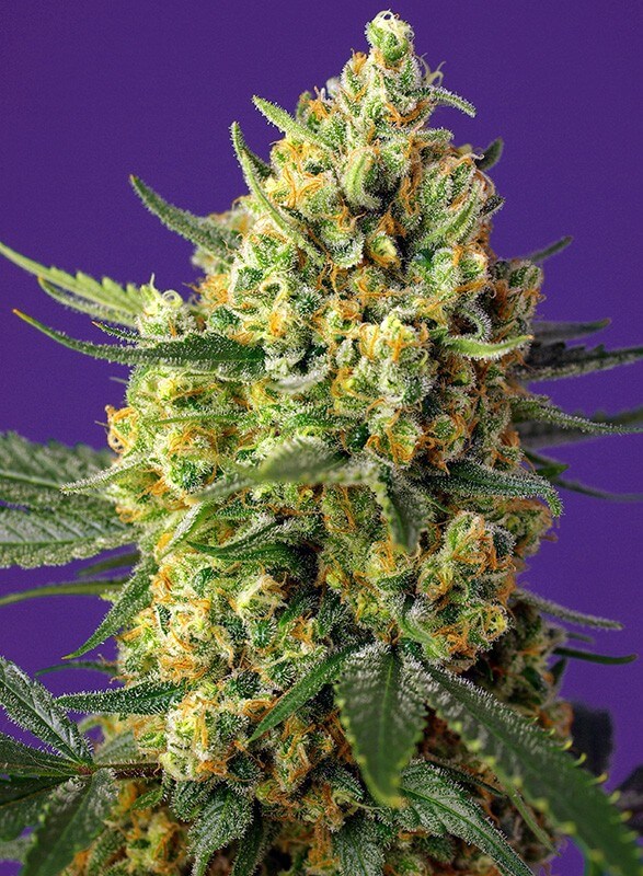 Sweet Seeds - Crystal Candy XL Auto