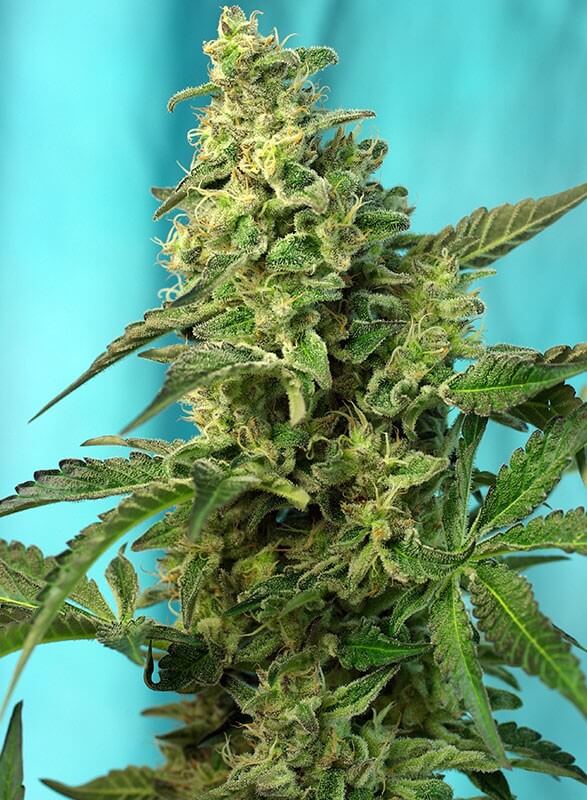 Sweet Seeds - Green Poison Fast Version