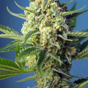 Sweet Seeds - S.A.D Auto (Sweet Afgani Delicious)