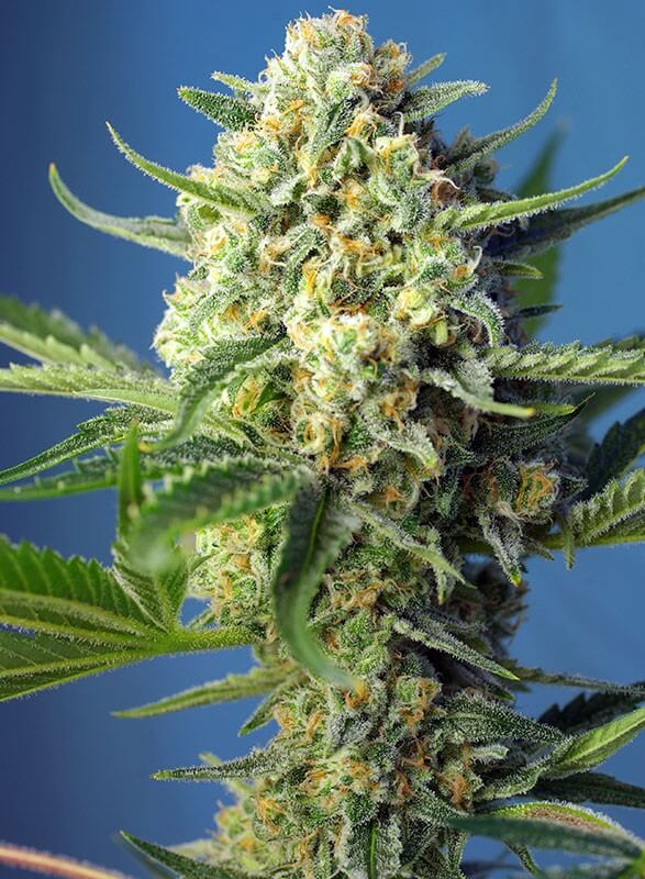 Sweet Seeds - S.A.D Auto (Sweet Afgani Delicious)