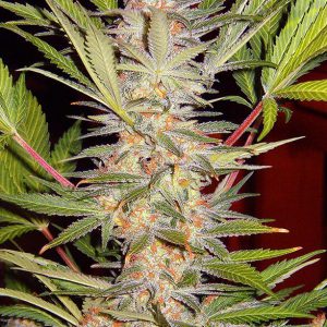 Sweet Seeds - S.A.D Sweet Afgani Delicious S1