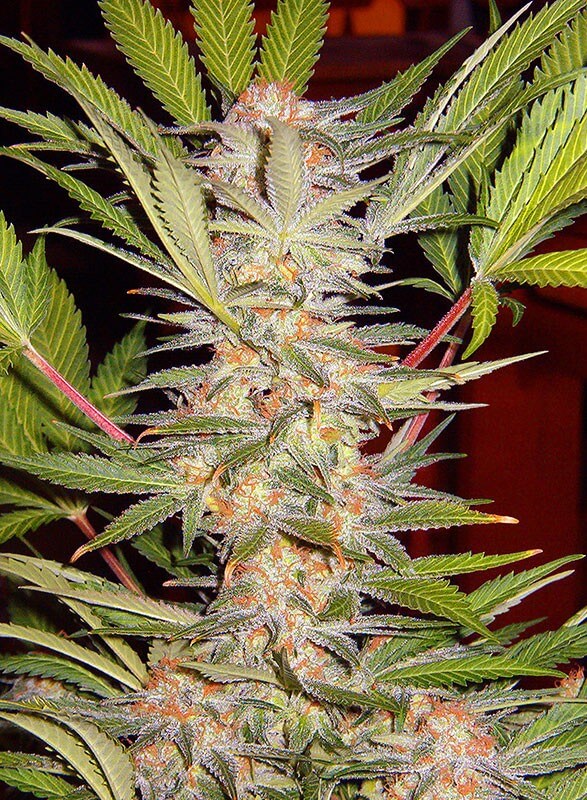 Sweet Seeds - S.A.D Sweet Afgani Delicious S1