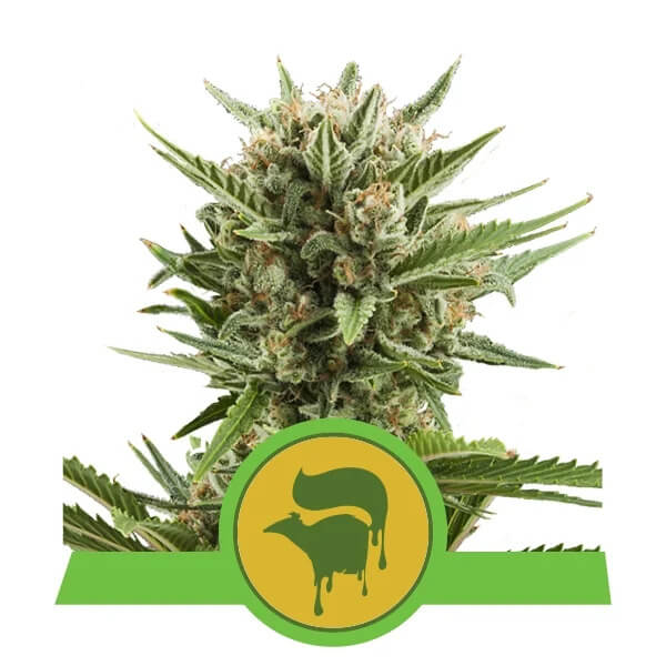 Royal Queen Seeds - Sweet Skunk Automatic