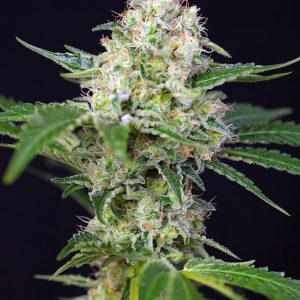 Sweet Seeds - Crystal Candy