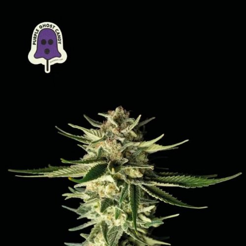 Purple Ghost Candy - Seedsman