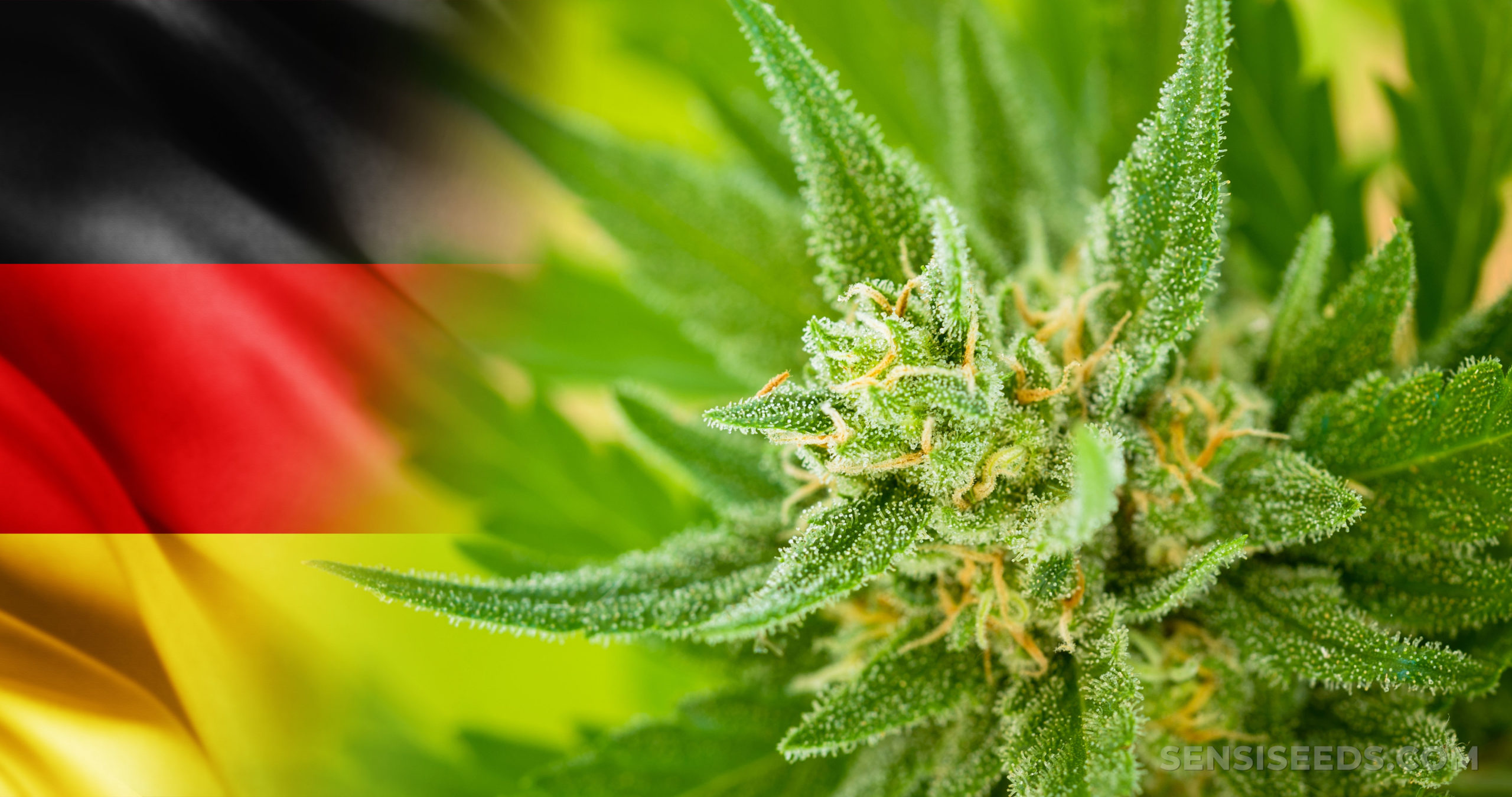 Legalizacja Marihuany w Niemczech