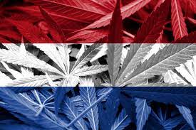 Najpopularniejsze odmiany marihuany z Holandii