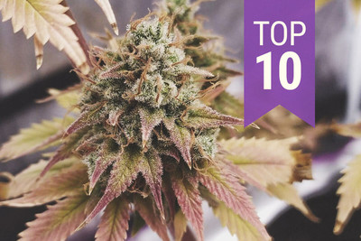 Dziesięć Najlepszych Feminizowanych Nasion 2024 Roku: Odkryj Topowe Odmiany Marihuany z Royal Queen Seeds