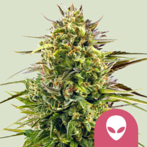 Alien OG – Royal Queen Seeds