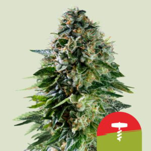 Corkscrew Auto – Royal Queen Seeds (Tyson 2.0)