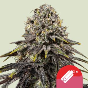 Dynamite Diesel – Royal Queen Seeds (Tyson 2.0)