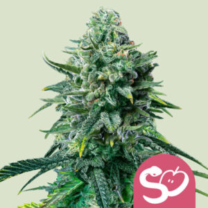 Forbidden Fruit – Royal Queen Seeds