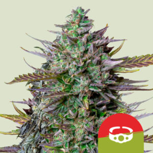 GOAT'lato Auto – Royal Queen Seeds (Tyson 2.0)