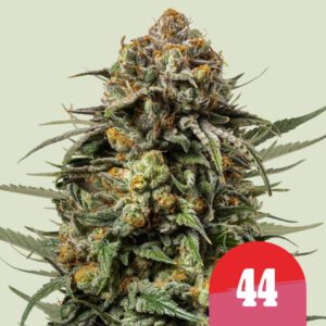 Gelato 44 – Royal Queen Seeds (Tyson 2.0)