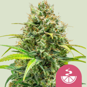 Lemon Skunk – Royal Queen Seeds