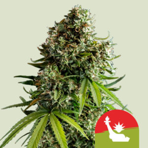 NYC Sour D Auto – Royal Queen Seeds (Tyson 2.0)