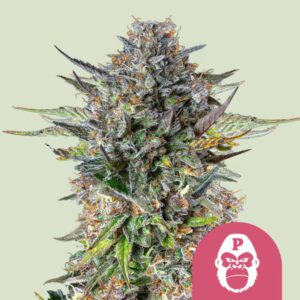 Pink Gorilla – Royal Queen Seeds